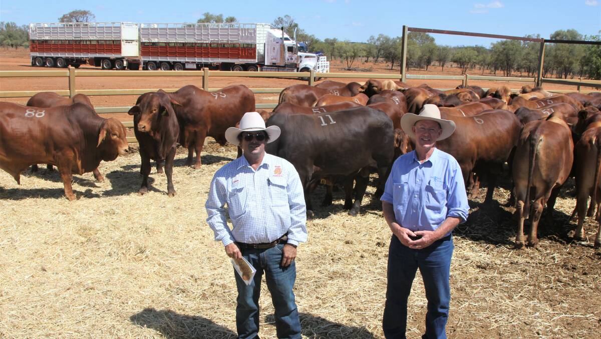 Mark Fegan, Penola Downs, McKinlay, and agent Jim Brodie, along with some of the 30 bulls bought at the Valera Vale sale, and the road train ready for loading.