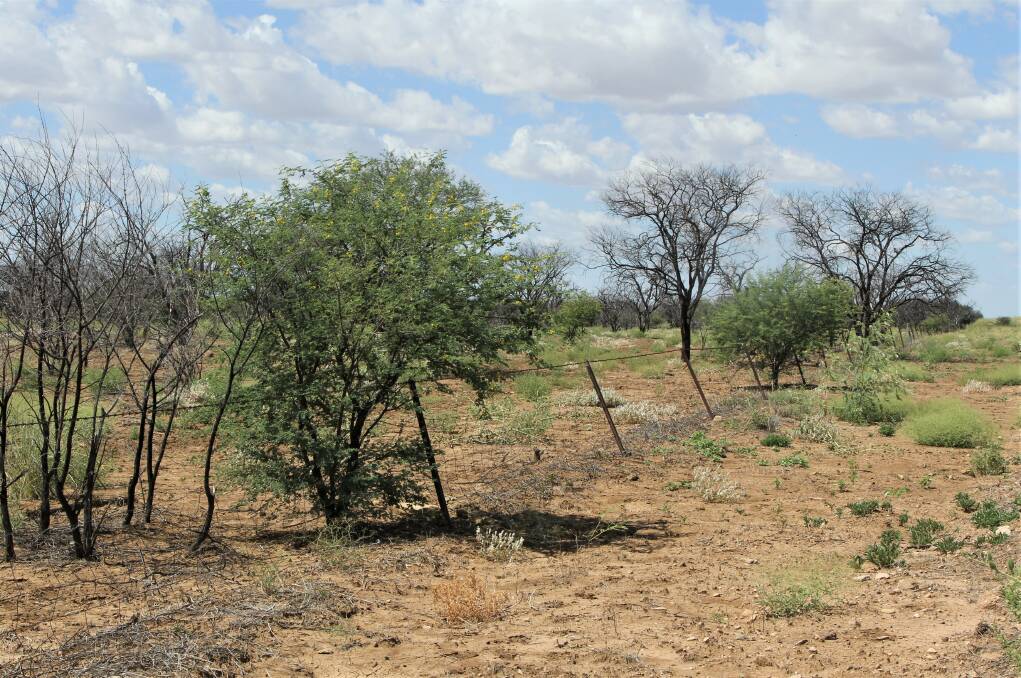 Prickly acacia regrowth in north west Queensland not treated with tebuthiuron pellets.