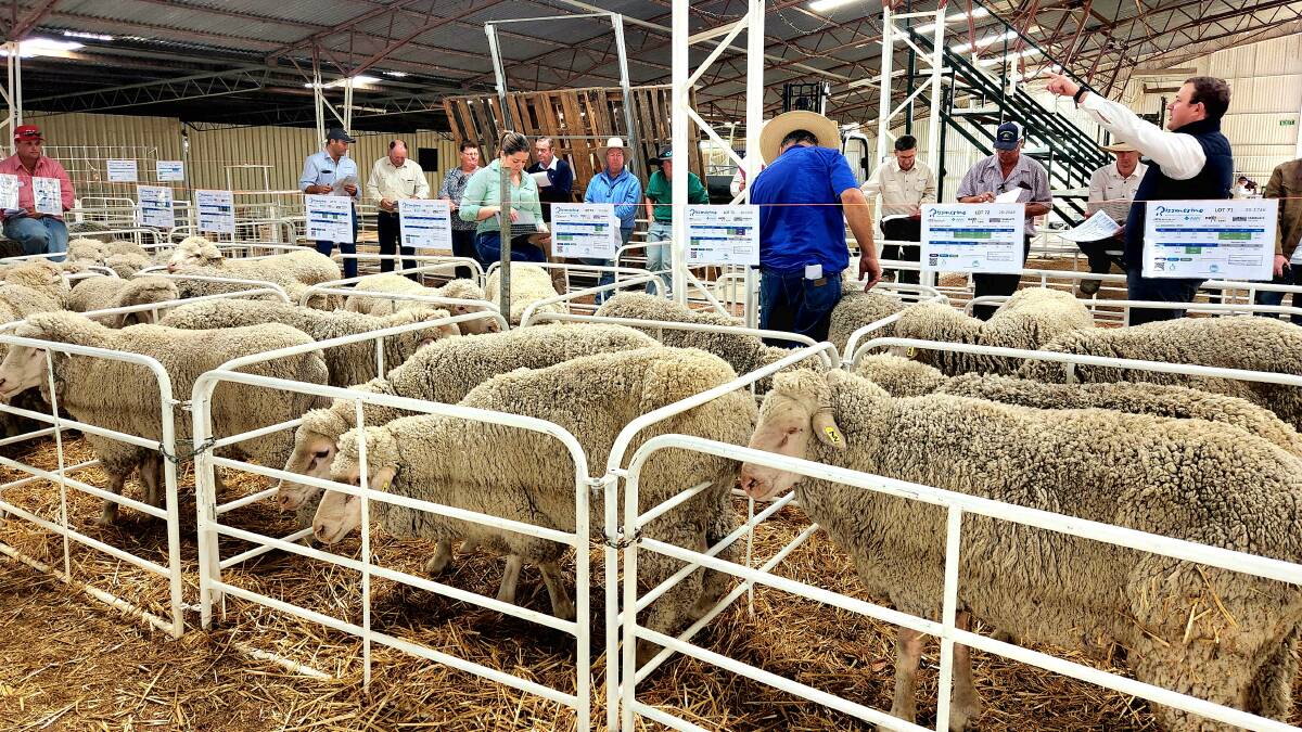 The Rissmerino sale taking place in Longreach. Nine bid cards were given out on the day and there were plenty of onlookers for the inaugural sale.