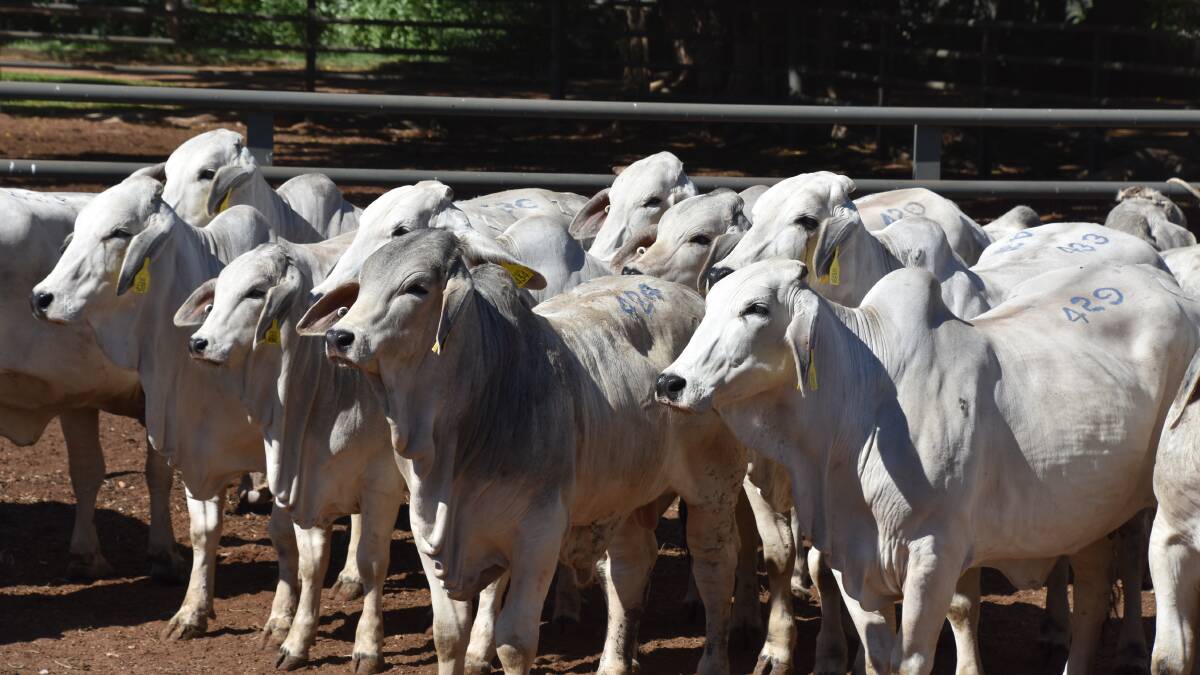 A small section of the huge offering of grey Brahman females sold at Inverrio on behalf of the Jefferis family. Photo - Sheree Kershaw.
