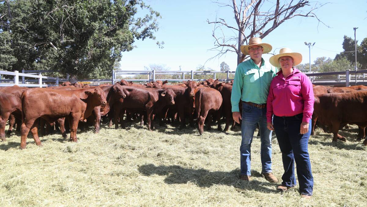 Peter Thomas, Nutrien Miller Thomas, Dubbo, NSW with Liz Allen, Alice Downs, Blackall and her line of Santa Gertrudis weaners that will be going to restockers down south.
