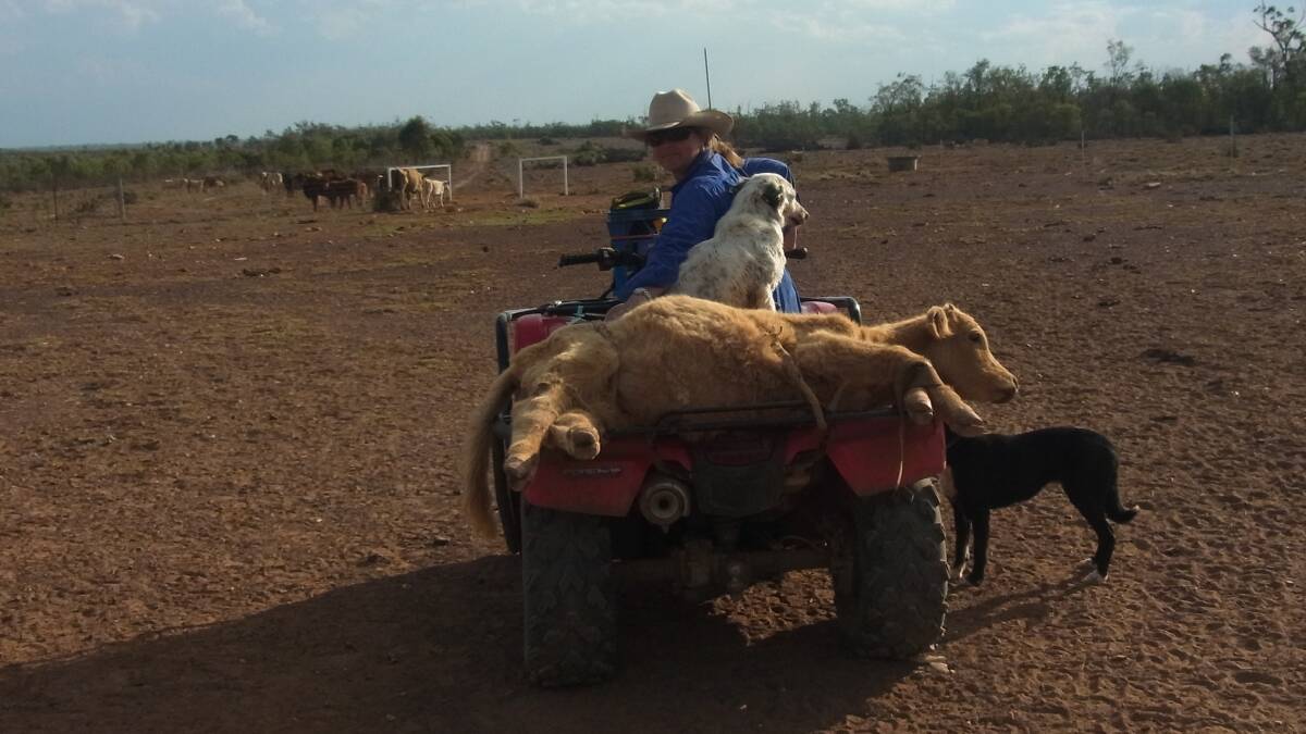 Petra Mason assists a young beast to its new paddock on her quad bike.