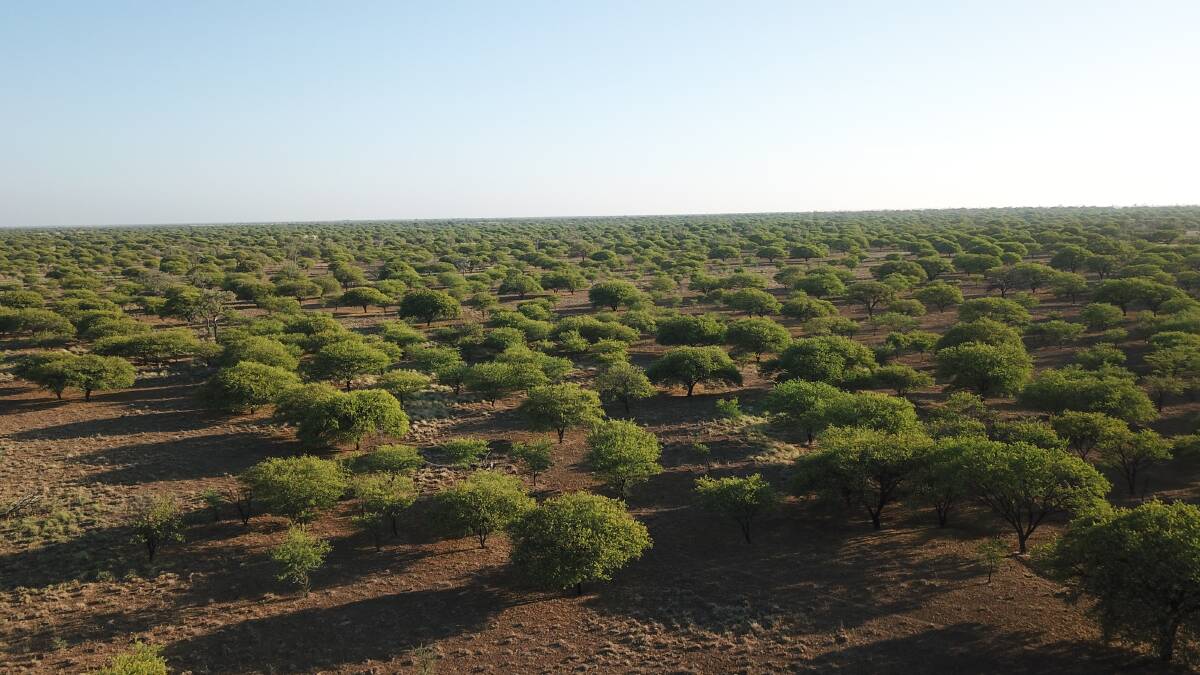 Some of the thousands of hectares of degraded and unproductive country in Queensland's north west covered by prickly acacia.