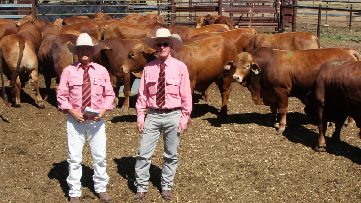 Robert Murray, Elders Rockhampton, and Rod Carpenter, Elders Springsure branch manager, with some of the 47 Aldinga bulls bound for the Kimberley in Western Australia. Pictures - Sally Cripps.