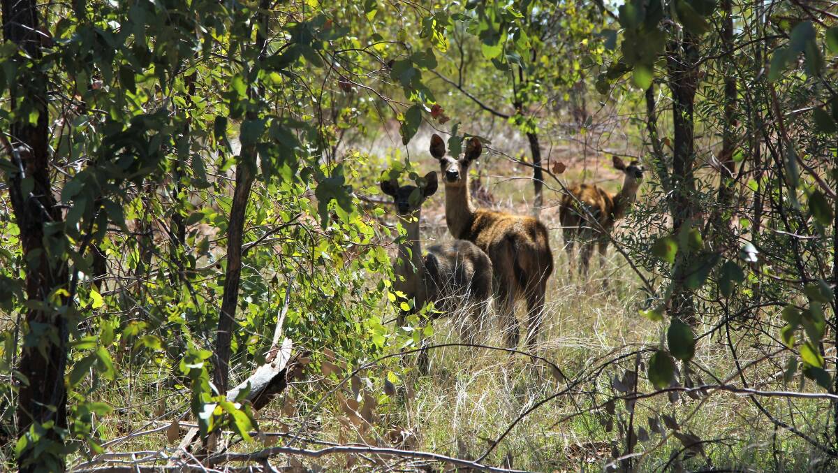 Deer are one of the feral animals making use of state forest habitat that the petitioners wanted to target.