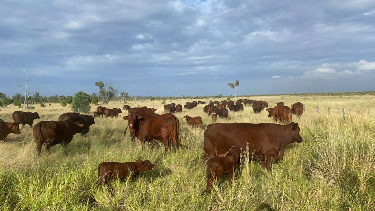 Santa Gertrudis cattle enjoying the good season at Everton, Aramac. Picture: Ann Murphy