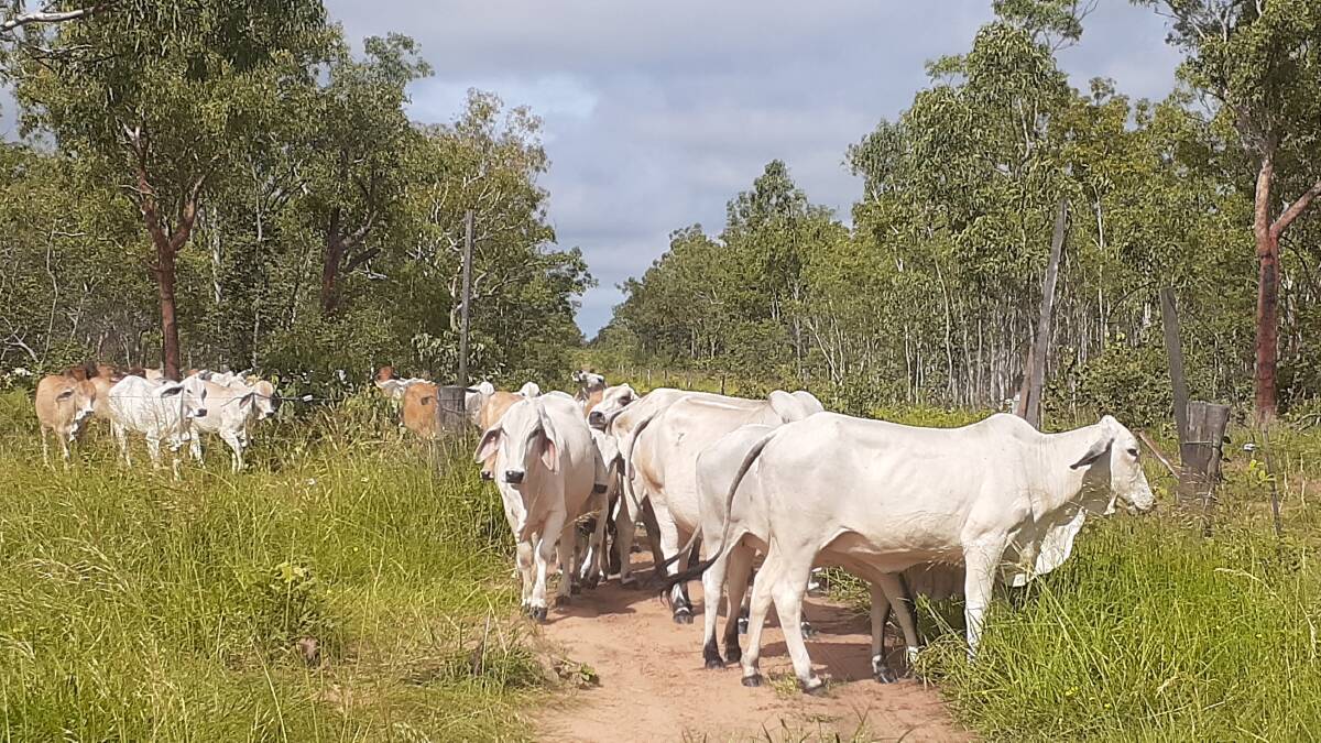 Coodardie Brahman cows working through to a fresh paddock as part of a planned grazing movement, mid-January 2023. Picture: Moira Lanzarin
