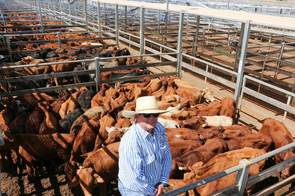 MAA agent Duncan McLeod with a line of heifers from Brett and Jacque Green, Hoomooloo, Adavale. The heifers sold to 520c/kg, reaching a top of $990 to average $739.