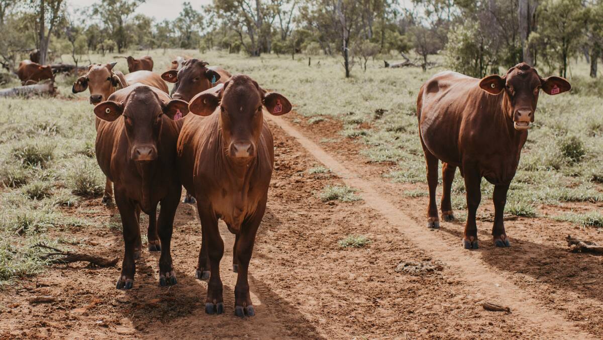 Some of Sam and Alina Hart's Santa Gertrudis breeders. Picture: Maddie Brown Photography