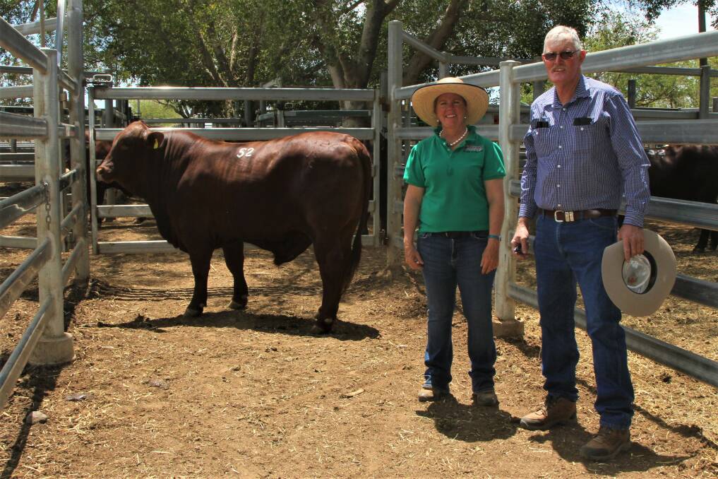 Liz Allen, Forest Park Santa Gertrudis, inspecting the stud's top-priced $14,000 bull with purchaser David Nugent, Tambo Station, Tambo.