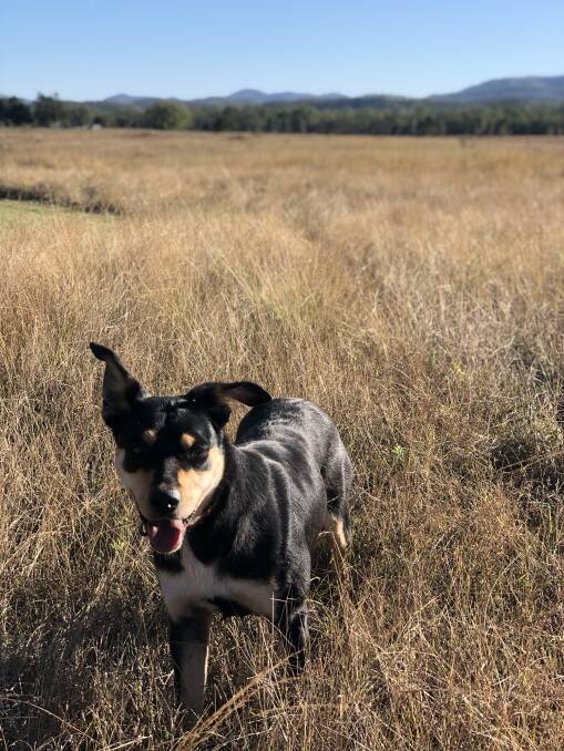 Bonnie, owned by Sam Wright of Nebo,has a ton of natural talent. Working most days of the year with a variety of cattle including breeders, dry cattle and small mobs of feral cattle, Bonnie racks up the kilometres. She's more than ready to prove herself in the Cobber Challenge.