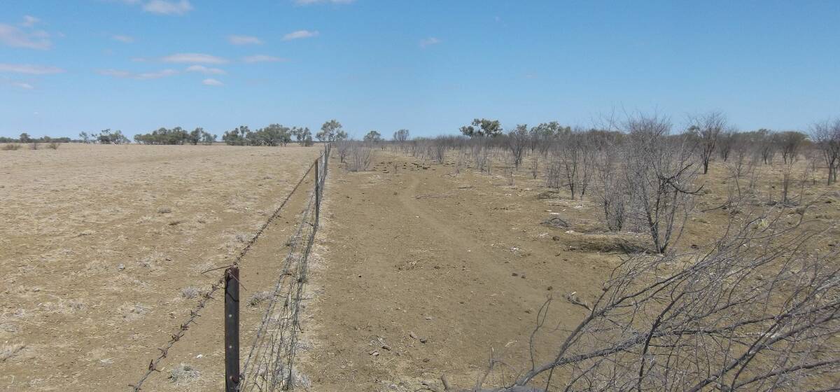 Over the fence: An example of successful Prickly Acacia boundary control in the Flinders shire, undertaken by the Department of Agriculture. Picture: DAF.