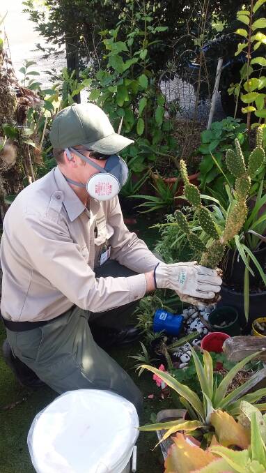 A Biosecurity Queensland officer removing the cactus Opuntia from a suburban garden. Picture - Biosecurity Queensland.