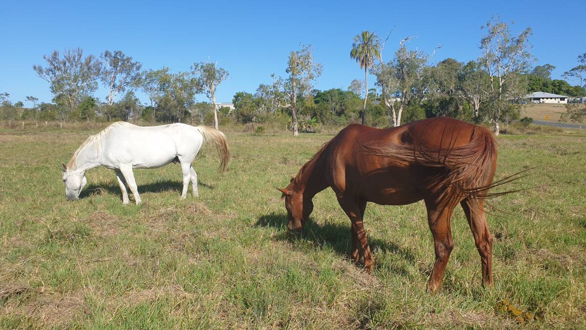 Vaccinated horses grazing in their paddock at Sarina. Picture: Sally Gall