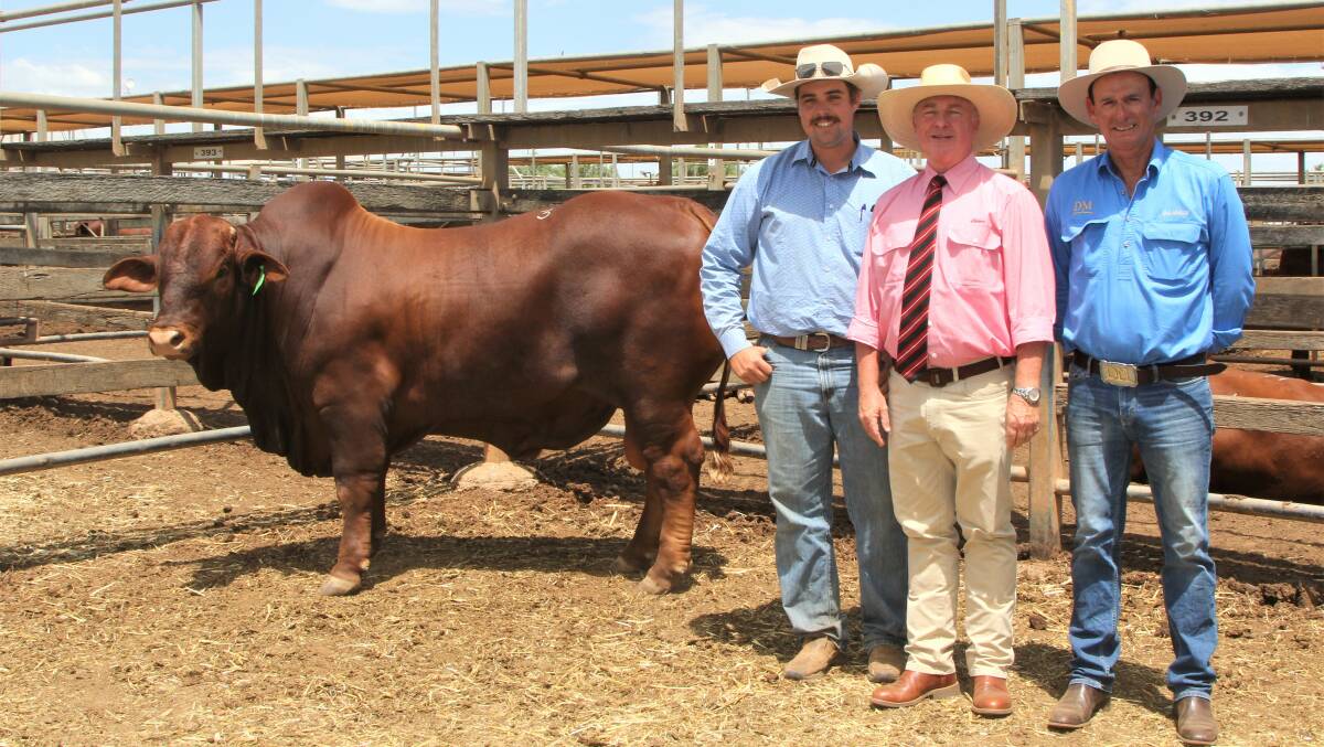 Top-priced bull at the Roma Droughtmaster sale, Dalmally Jeremy (P), with purchaser Larry Farquhar, Calco Droughtmasters, Rolleston, Elders stud stock representative Andrew Meara, and vendor Rob Brown, Dalmally Grazing Co, Roma. Photos: Sally Gall