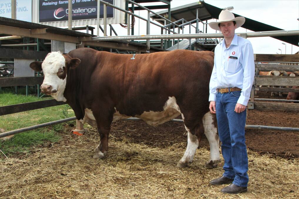 Louis Fairbairn, Fairhaven Simmentals, Kingaroy, with Fairhaven Payton, who sold for $17,000 to a South Burnett buyer at the Casa Toro invitational sale.
