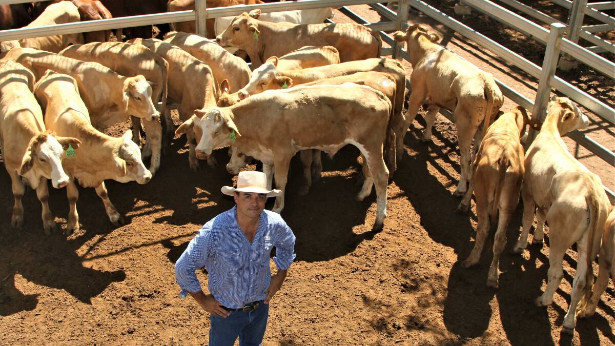 GDL Blackall branch manager Jack Burgess with one of the Thistlebank Grazing pens of No 9 steers that sold for 418.2c/kg at the opening Blackall sale of the year. Picture - Sally Gall.