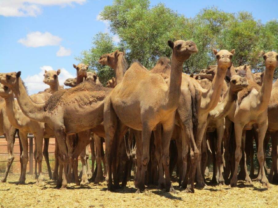 Nearly 100 head of camels from spinifex country west of Boulia were successfully put up for sale on AuctionsPlus.
