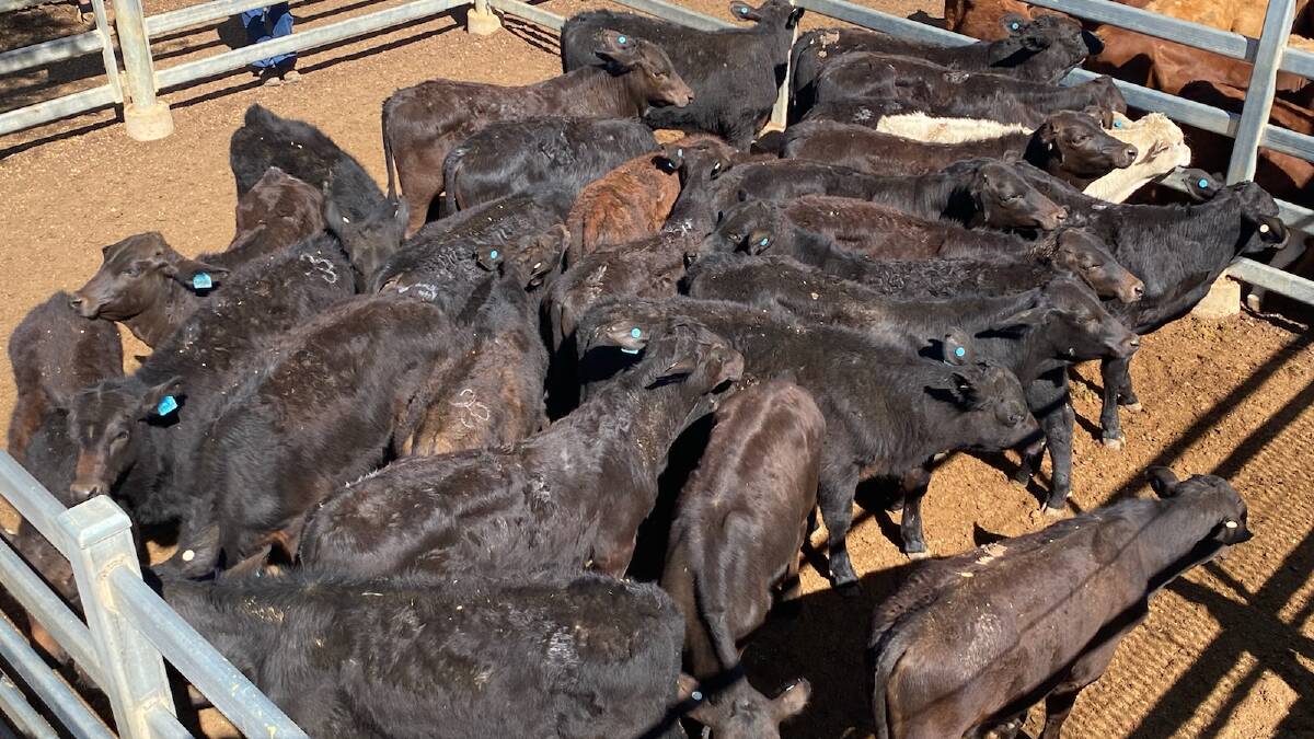 Another view of the Angus-cross weaner steers from north of Muttaburra that topped last week's Blackall sale.