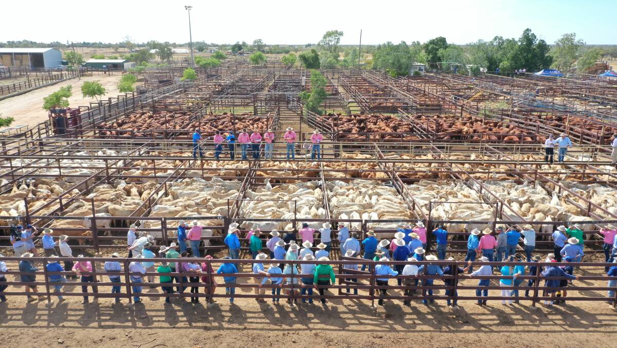 The last sale in the Longreach yards was in March 2019 when 6000 AACo steers were offered at a special store sale. Pictures supplied.