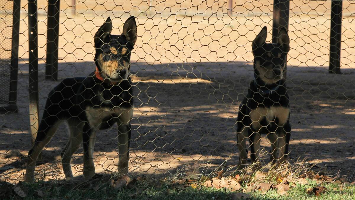 Two of the observant Tiree Kelpie pups watching intently from their tennis court day run.