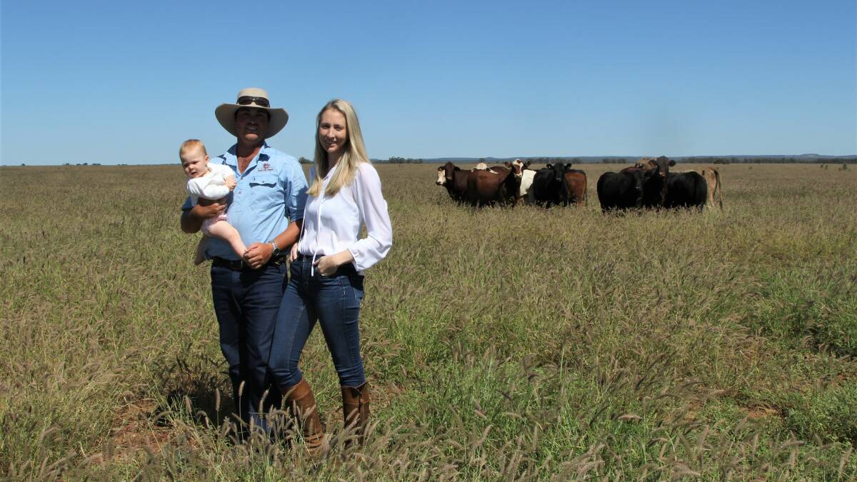 Feed budget: Barclay and Amelia Bassett and their daughter Charlotte with cattle enjoying the good season at Augathella. Pictures: Sally Gall.