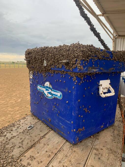 Drinks anyone? First wipe off some of the millions of gidyea bugs clinging to every surface in north west Queensland at the moment, including this esky. Pictures- Emma Forster.