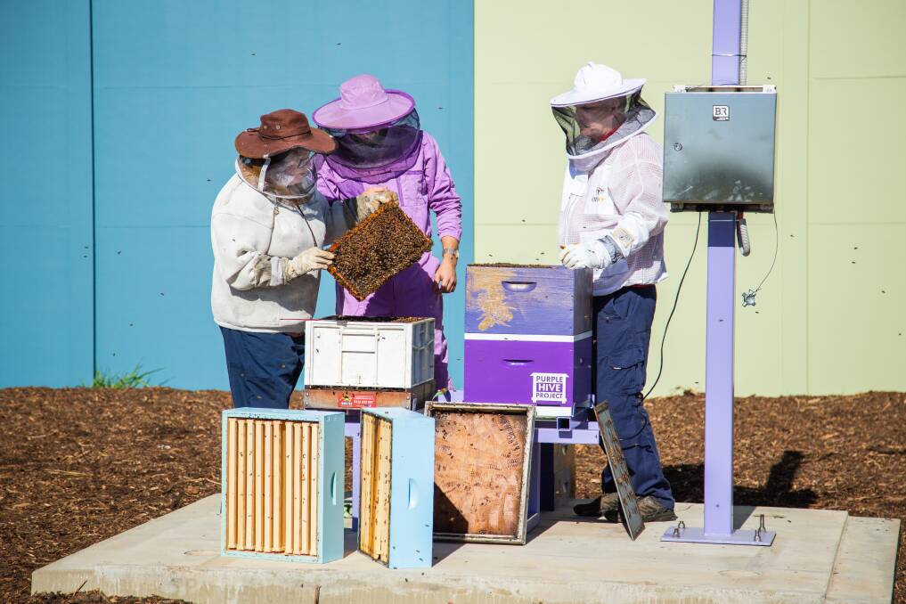 The work on the Purple Hive Project is due to an investment from Bega Groups B honey and Vimana Tech. Picture supplied.