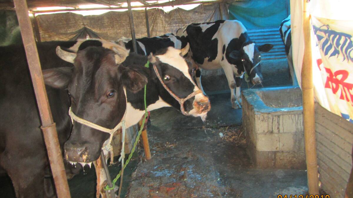 Dan was confronted with cattle infected with foot and mouth disease in a dairy in Nepal.
