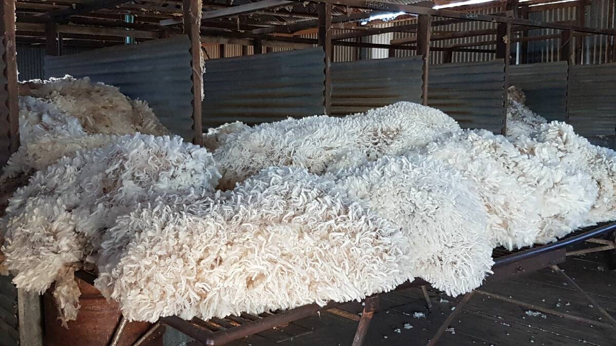 The top eight fleeces in the Isisford production wether trial won't be viewed by many people this year but they were laid out on the wool table at Janet Downs for this photo, supplied by Lauren Tindall.
