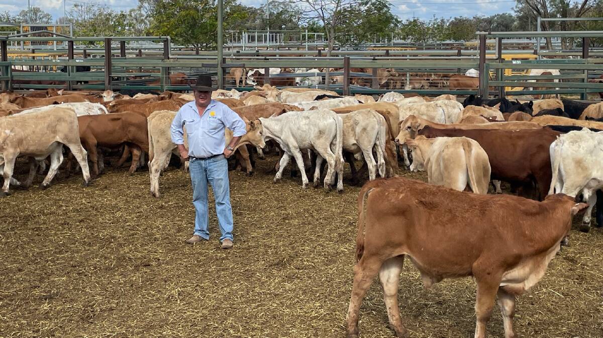 Andrew Turner, Ray White Livestock Blackall, and some of the 300 primarily Charolais and Santa Gertrudis-cross cattle purchased at the Blackall sale on behalf of a client in the Taroom district.