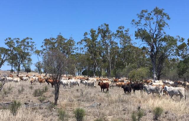 Cattle at Derrilloo, south of Springsure, prior to the recent rain in the district.