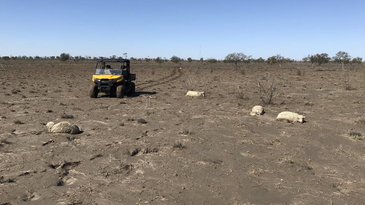 Graziers have had to euthanase many of the sheep they've found bogged in the paddocks.