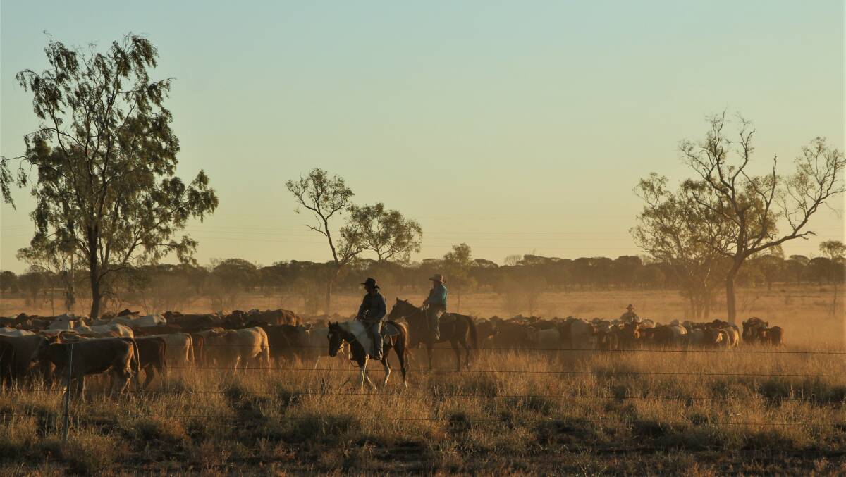 Drover Billy Prow and his men, Blake Arnold and Tom Aspinall, getting ready to bed the mob down for the night on the stock route north of Blackall in June. Picture - Sally Gall.