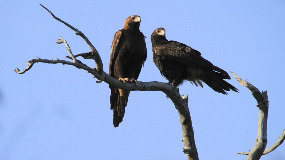 A wedge-tailed eagle breeding pair. Picture: Simon Cherriman