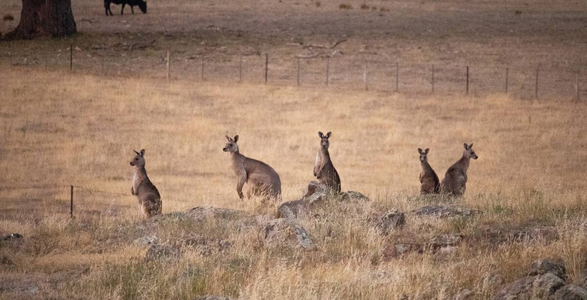 Nil kangaroo quota to bring new hardship