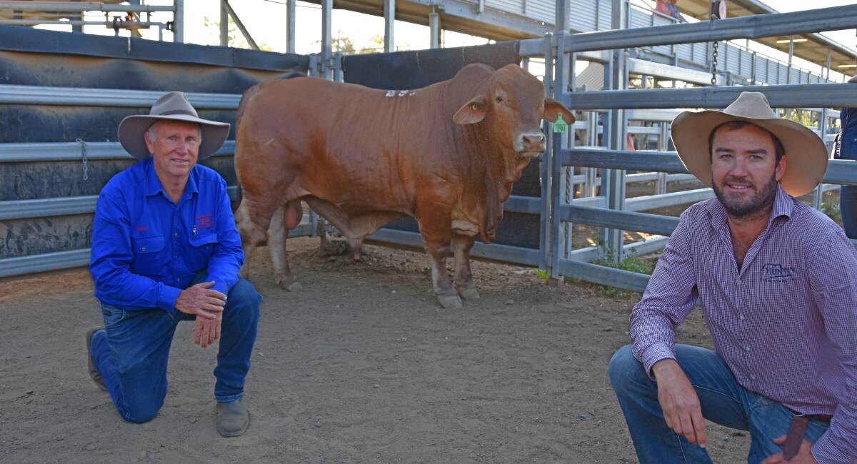 Brian Heck, Bryvonlea Droughtmaster Stud, Glastonbury Creek, and second top price bull buyer Sam Barton, Huntly Droughtmaster Stud, Clermont with $52,500 Bryvonlea Rolleston (P) sire. Picture - Martin Bunyard.