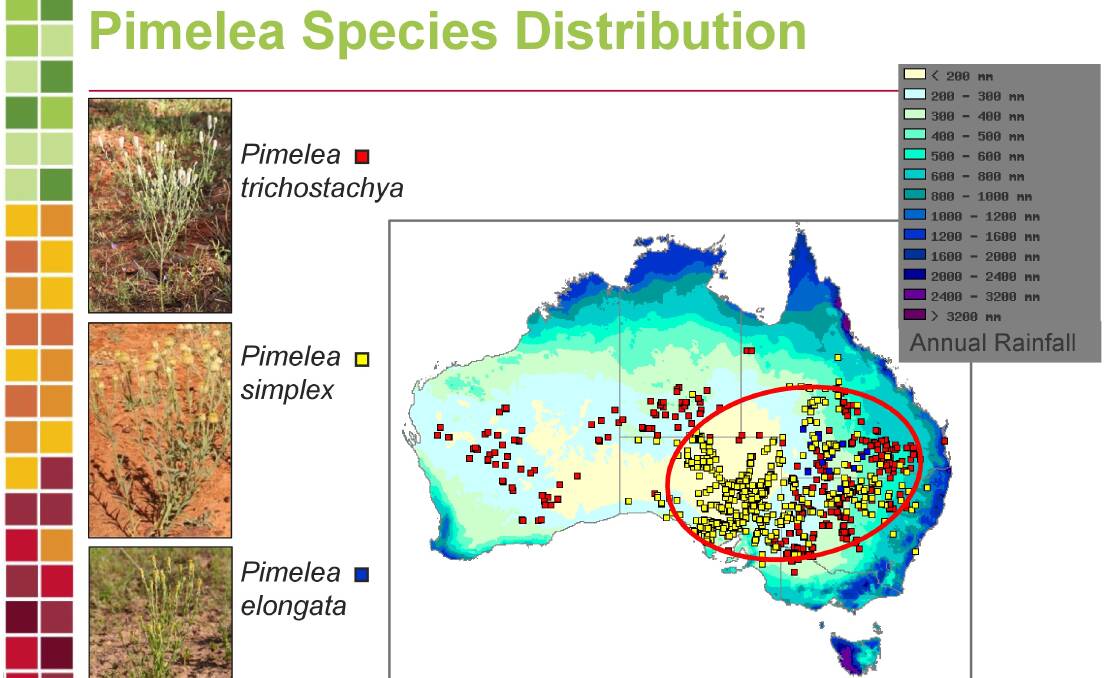 A map showing the distribution of the main Pimelea species in Australia, courtesy of Australia's Virtual Herbarium.