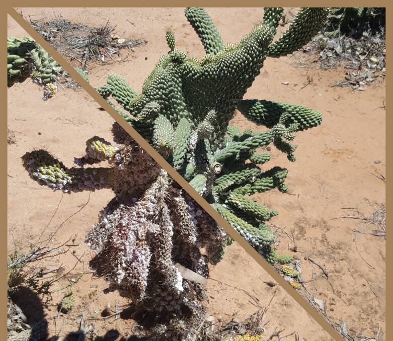 A photo collage of the same coral cactus plant, taken three months apart.
