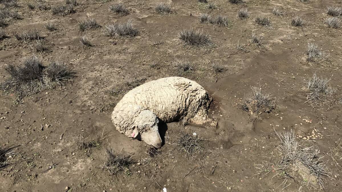 One of the ewes stuck like glue in the mud at Warringah, west of Blackall. Pictures - Lisa Alexander.