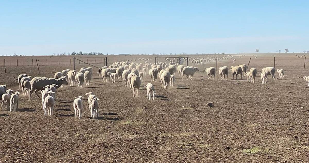 Ewes and lambs making their way back to a paddock with some green pick at Drumlion, Winton. Picture: Noni Crombie