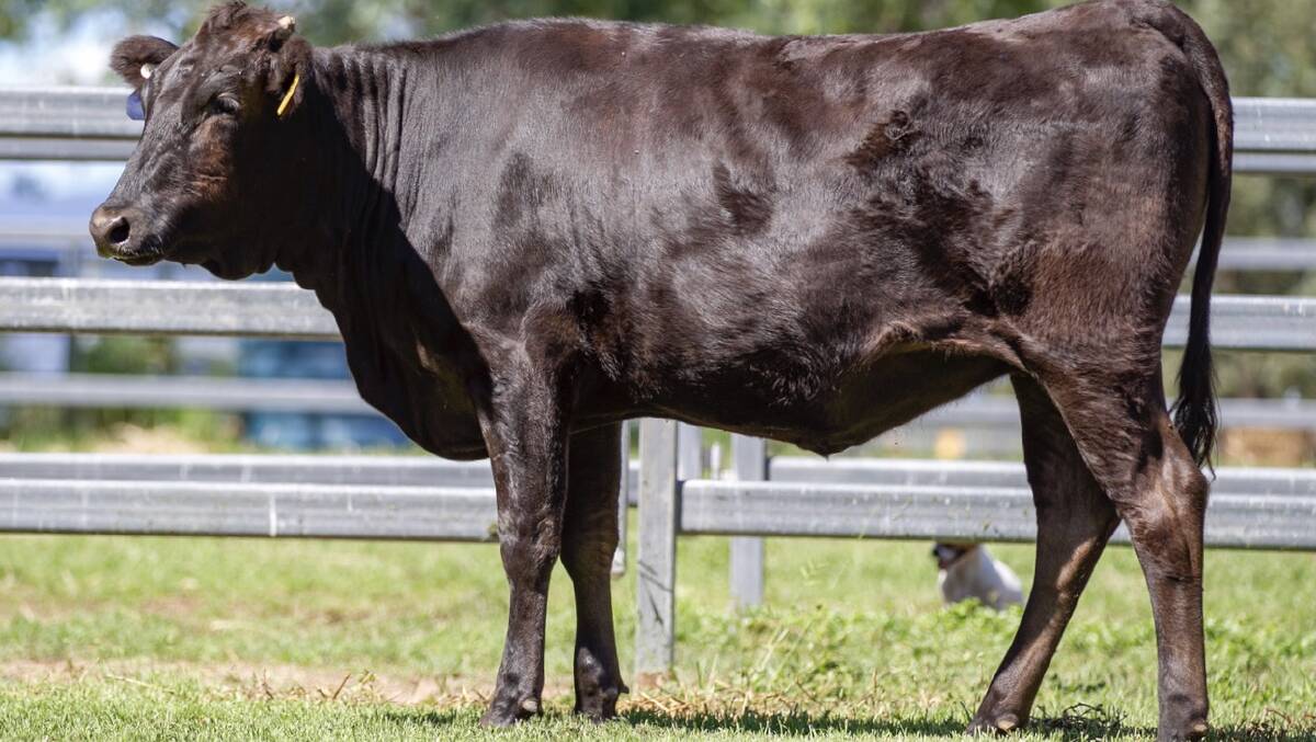Coochin Misaki Q100, an unjoined heifer, brought the top price of $15,000 when she was offered online this week, purchased by White Point Wagyu, Augusta, Western Australia.