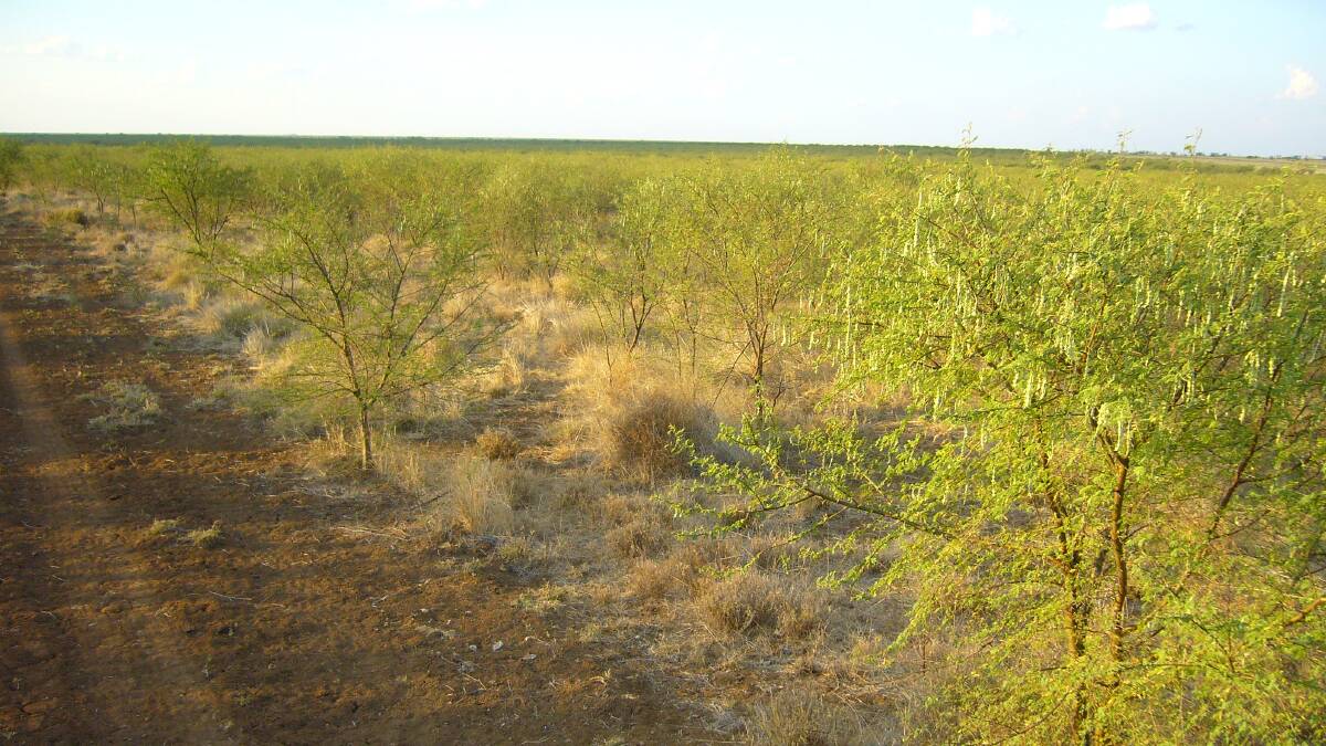 It took nine years for this open plain to be infested to this level by prickly acacia.