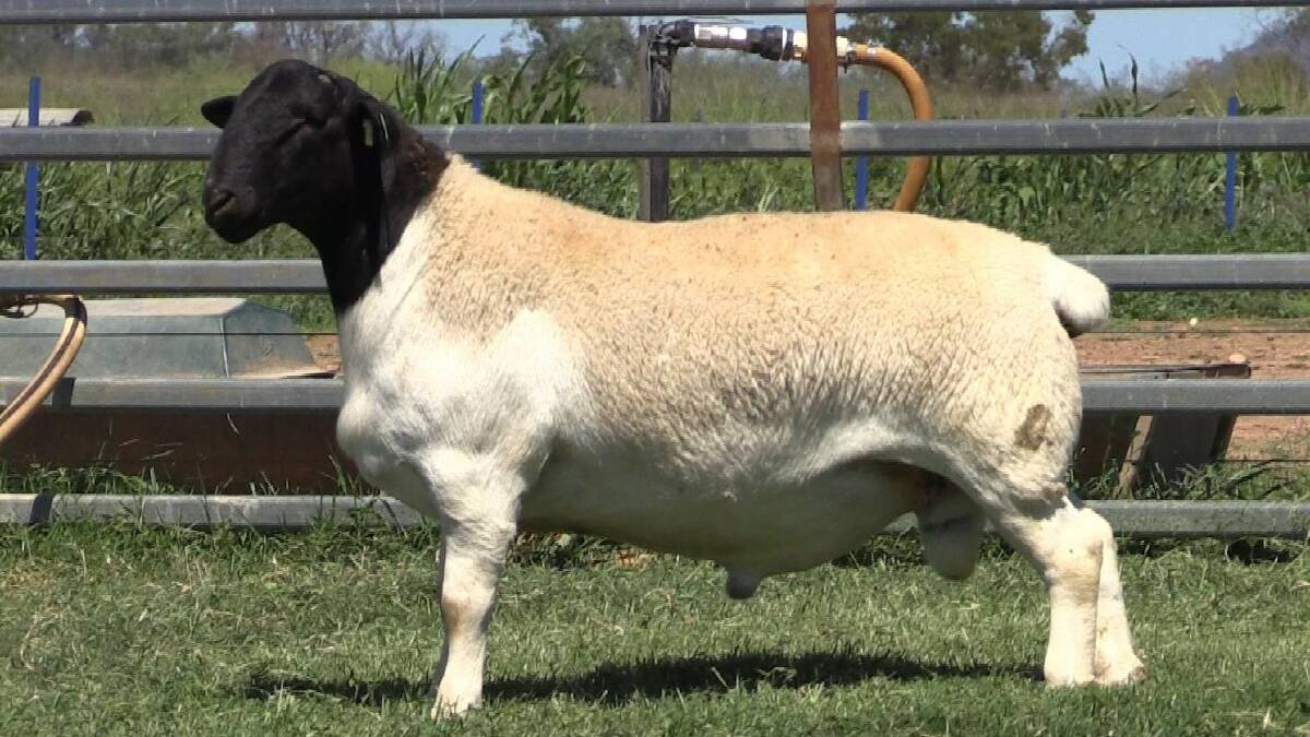 The top priced ram of the sale, offered by Amarula stud, Moree, sold to RD Pastoral, Richmond Downs, Roma for $2600. Pictures supplied.