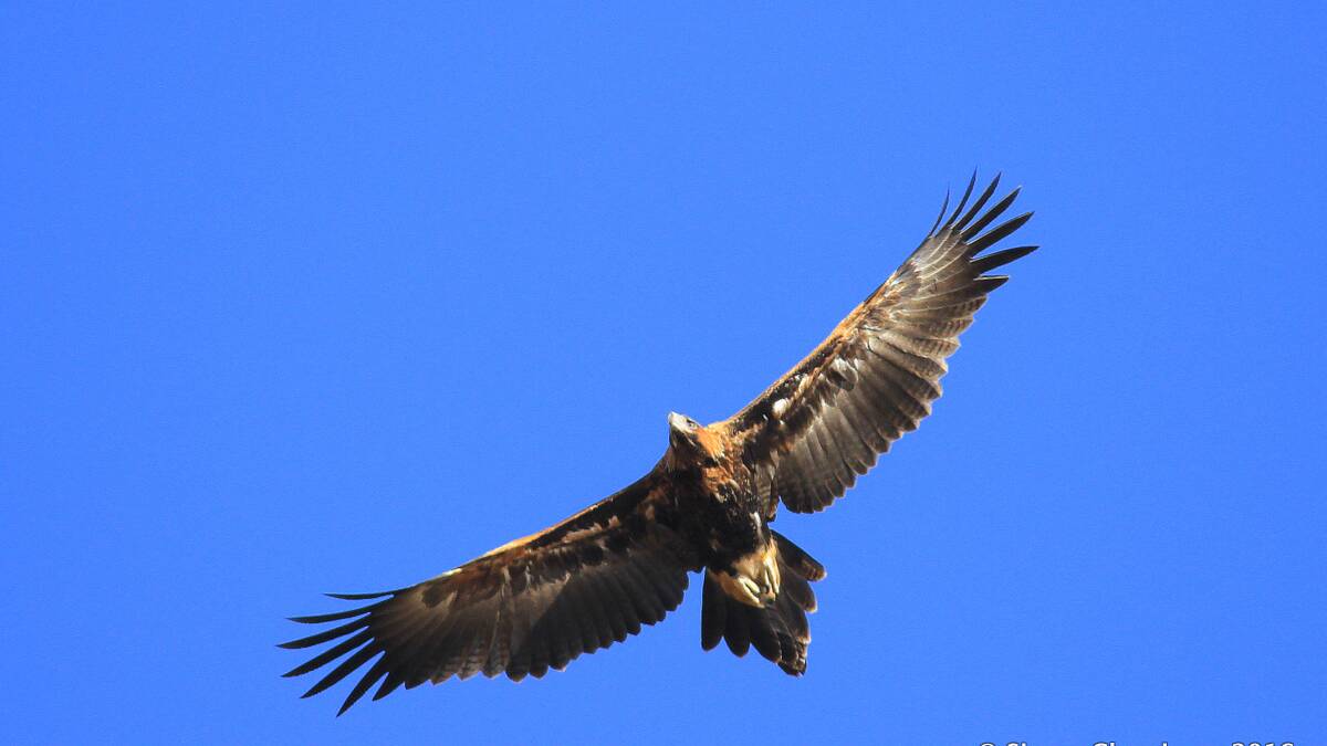 Anecdotal reports suggest an escalation in wedge-tailed eagle numbers in parts of western Queensland. Picture: Simon Cherriman