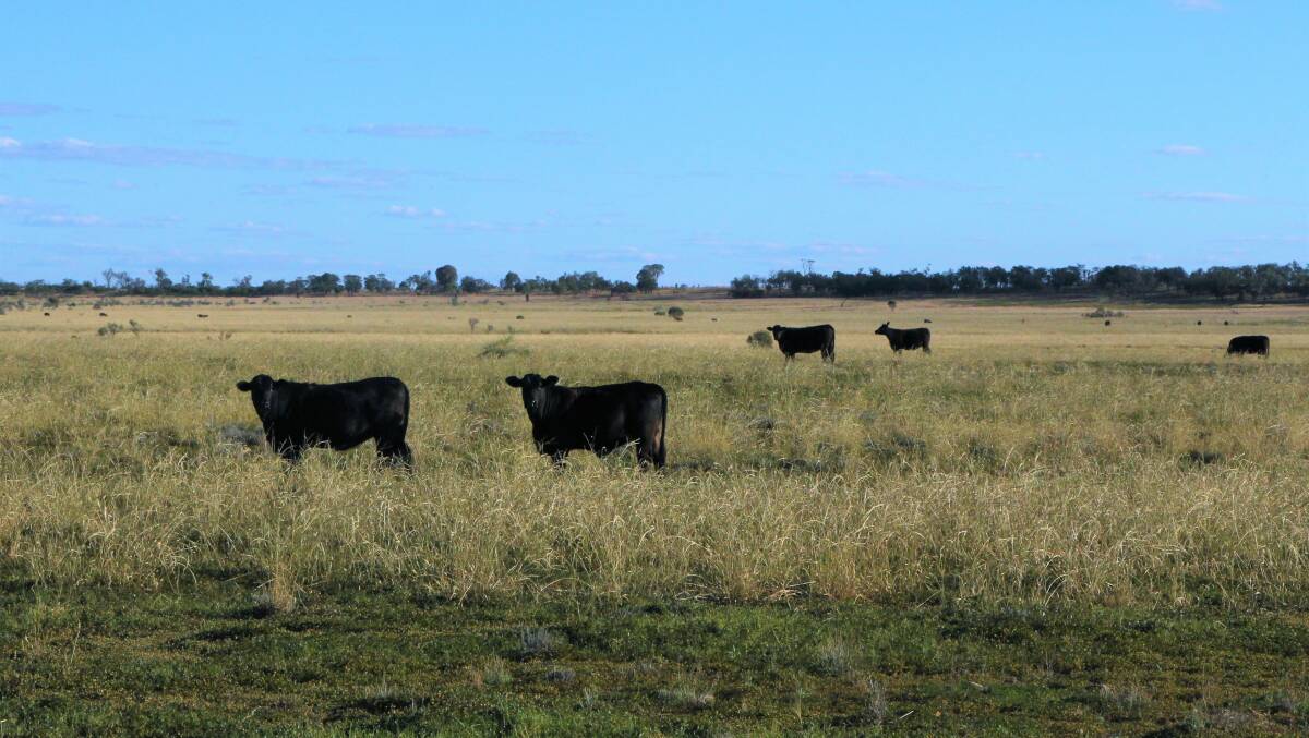 Looking across the paddock at Mareto where Mitchell and buffel grass has combined with herbage to create the perfect winter feed.