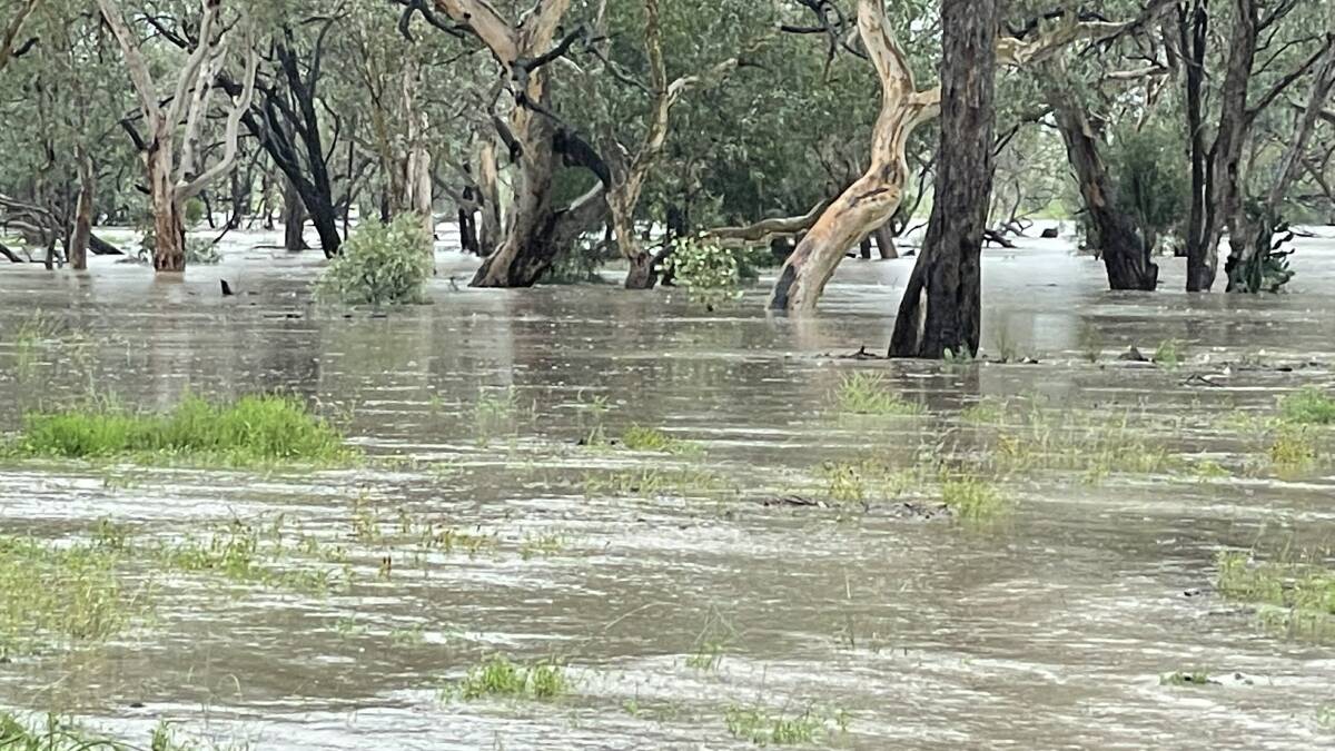 Hoganthulla Creek was 800 to 900m wide in places at Taylor's Plains north of Mungallala on Tuesday afternoon. Picture - Jo-Anne Chiconi.