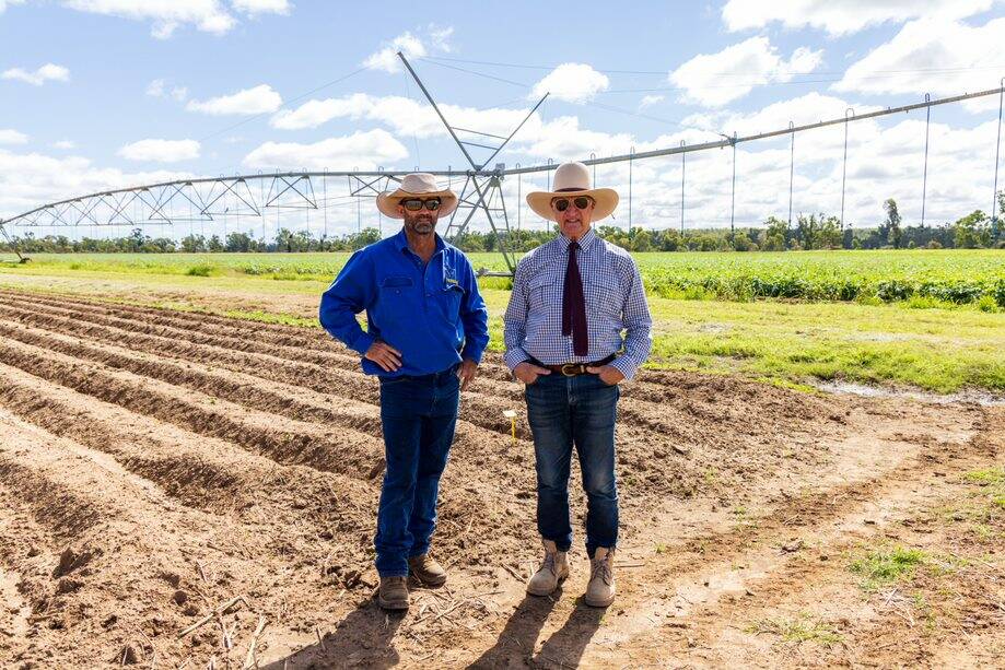 Charters Towers producer Dominic Penna with Kennedy MP Bob Katter inspecting hay growing beside the Burdekin River. Picture: Andrew Copp