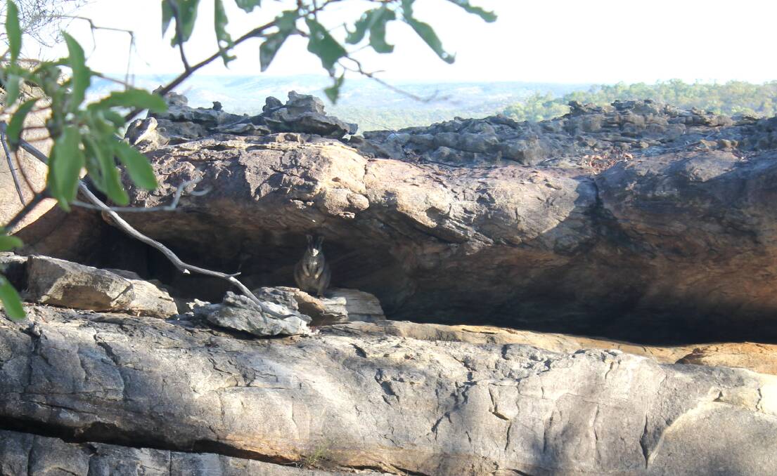 A wallaby takes cover at Gilberton in the noon-day sun.