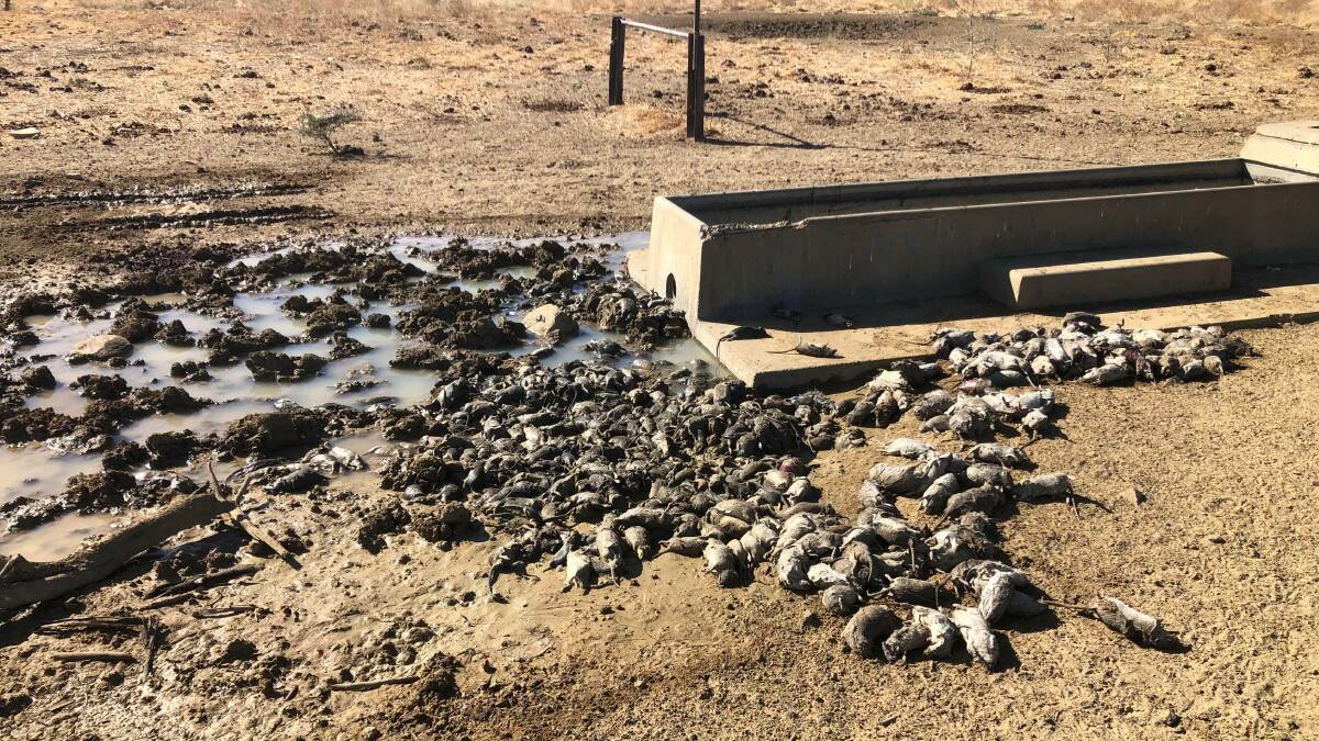 Dead rats cleaned out of a trough in the Richmond region. Troughs have to be cleaned out almost daily to allow cattle to drink. Picture supplied.
